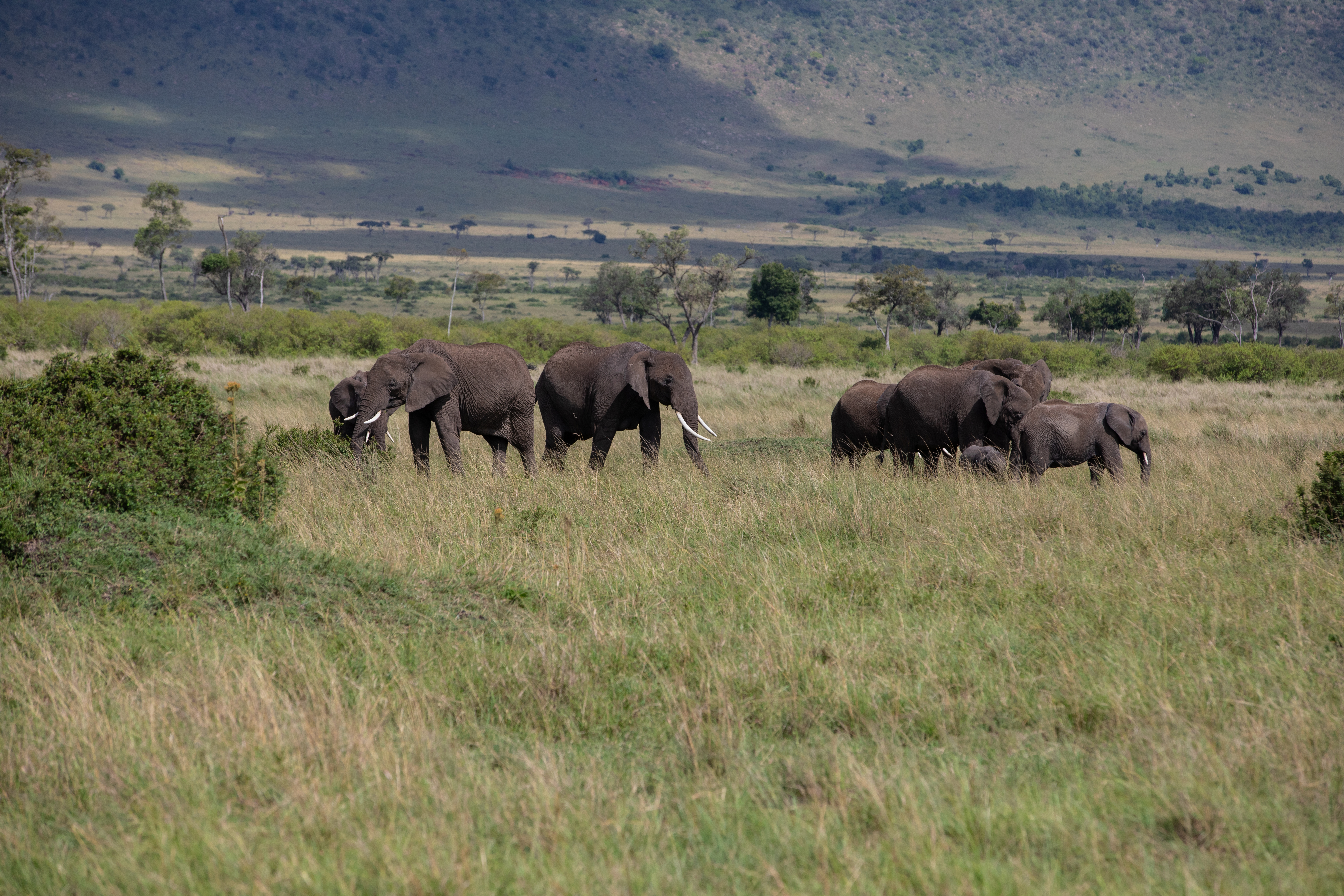 Elephants in Maasai Mara