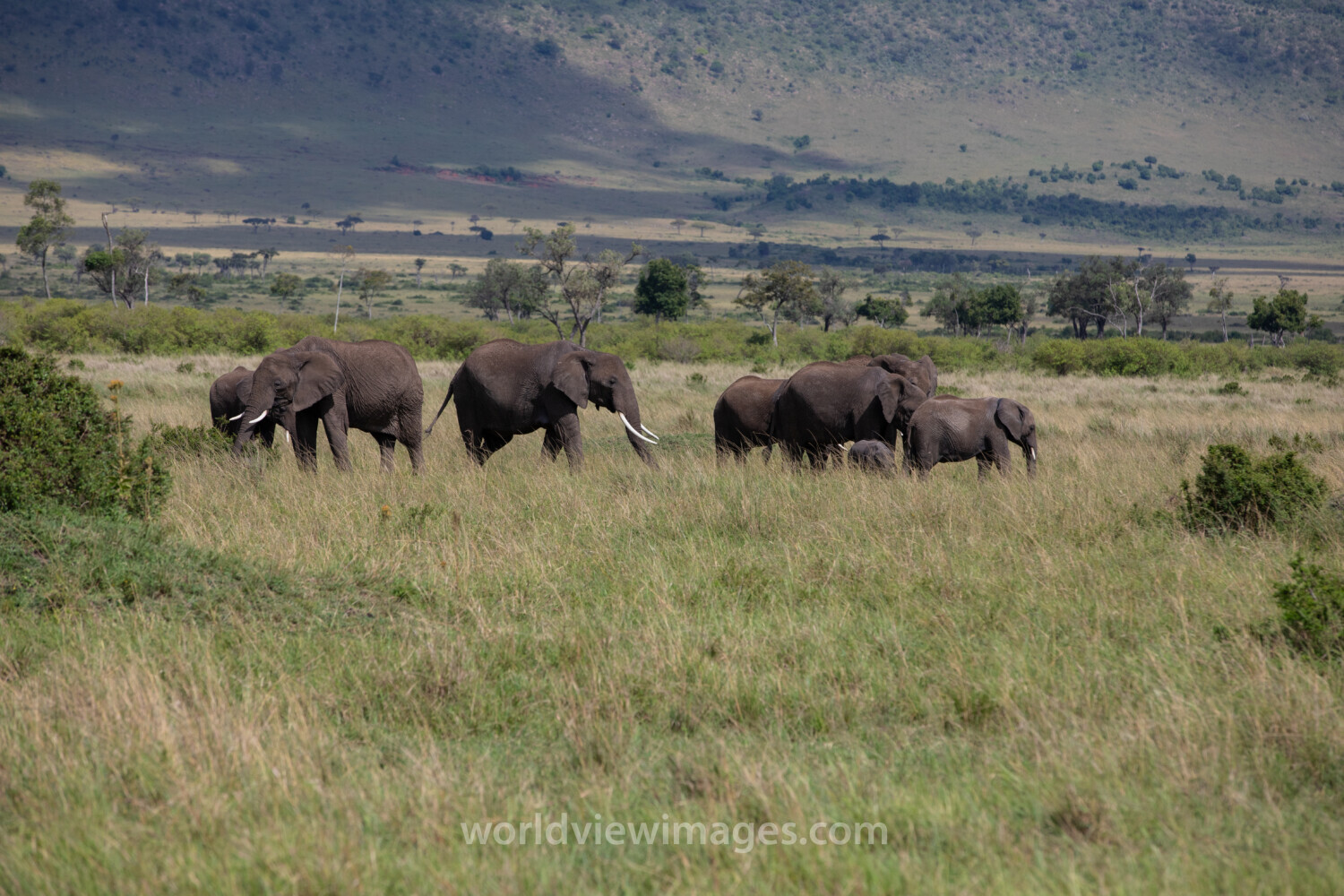 Elephants in Maasai Mara