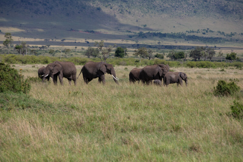 Elephants in Maasai Mara — Majestic elephants graze peacfully in the safety of Maasai Mara game Reserve in Kenya, Africa. — Kenya, game park, Masai Mara, ani...