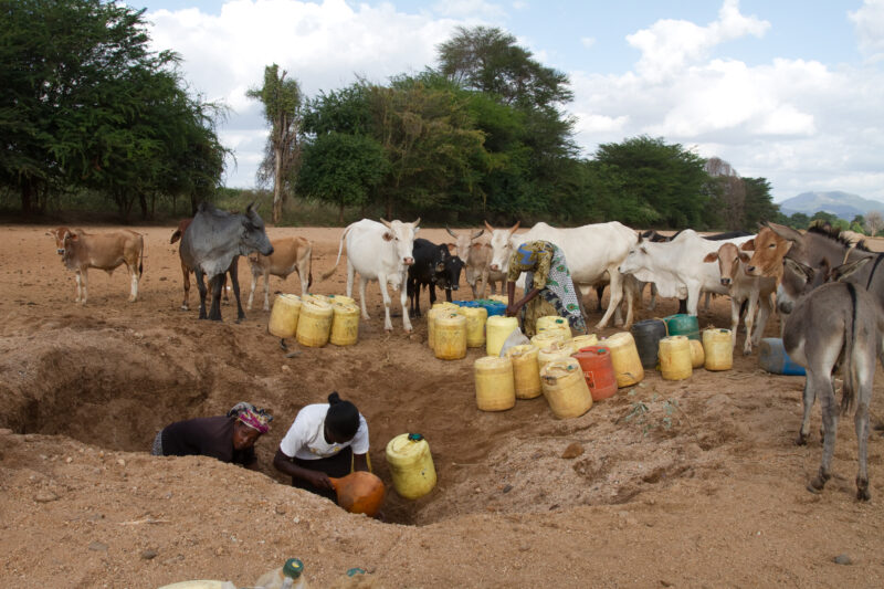 Collecting Water in Kenya — During times of drought, people dig into the seasonal riverbeds in search of water. — Kenya, Africa, Water, collecting water