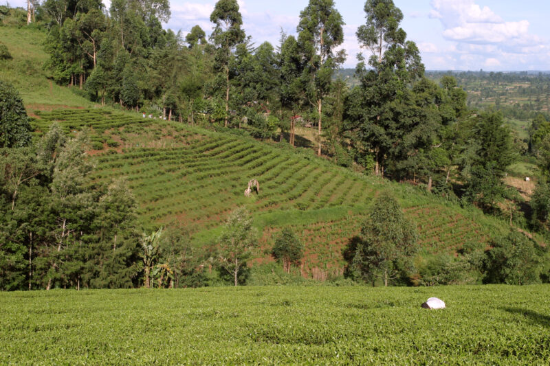 WVI_010126 — Kenya, Africa, tea plantation