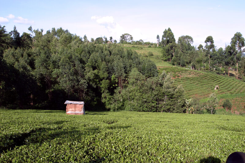 WVI_010127 — Kenya, Africa, tea plantation
