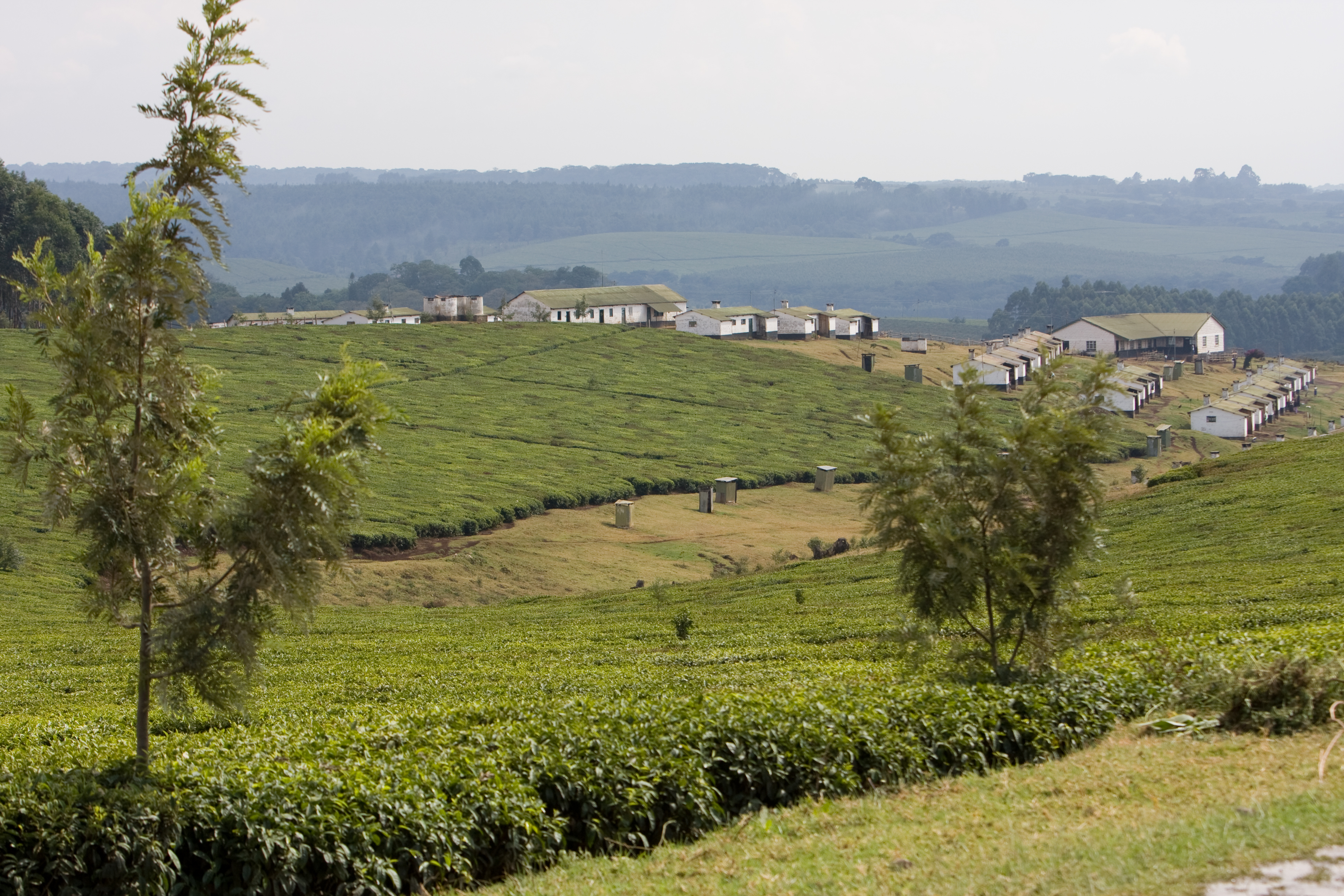 Tea Plantations in Kenya