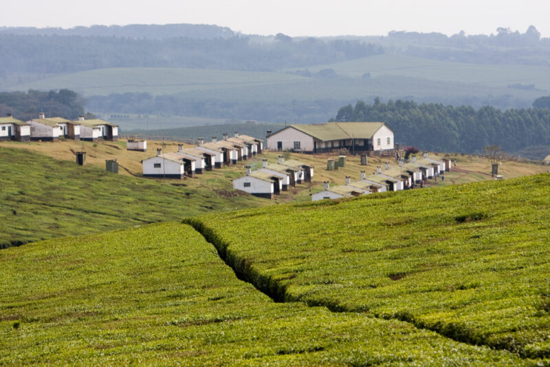 Tea Plantations in Kenya — Kenya, Africa, tea plantation