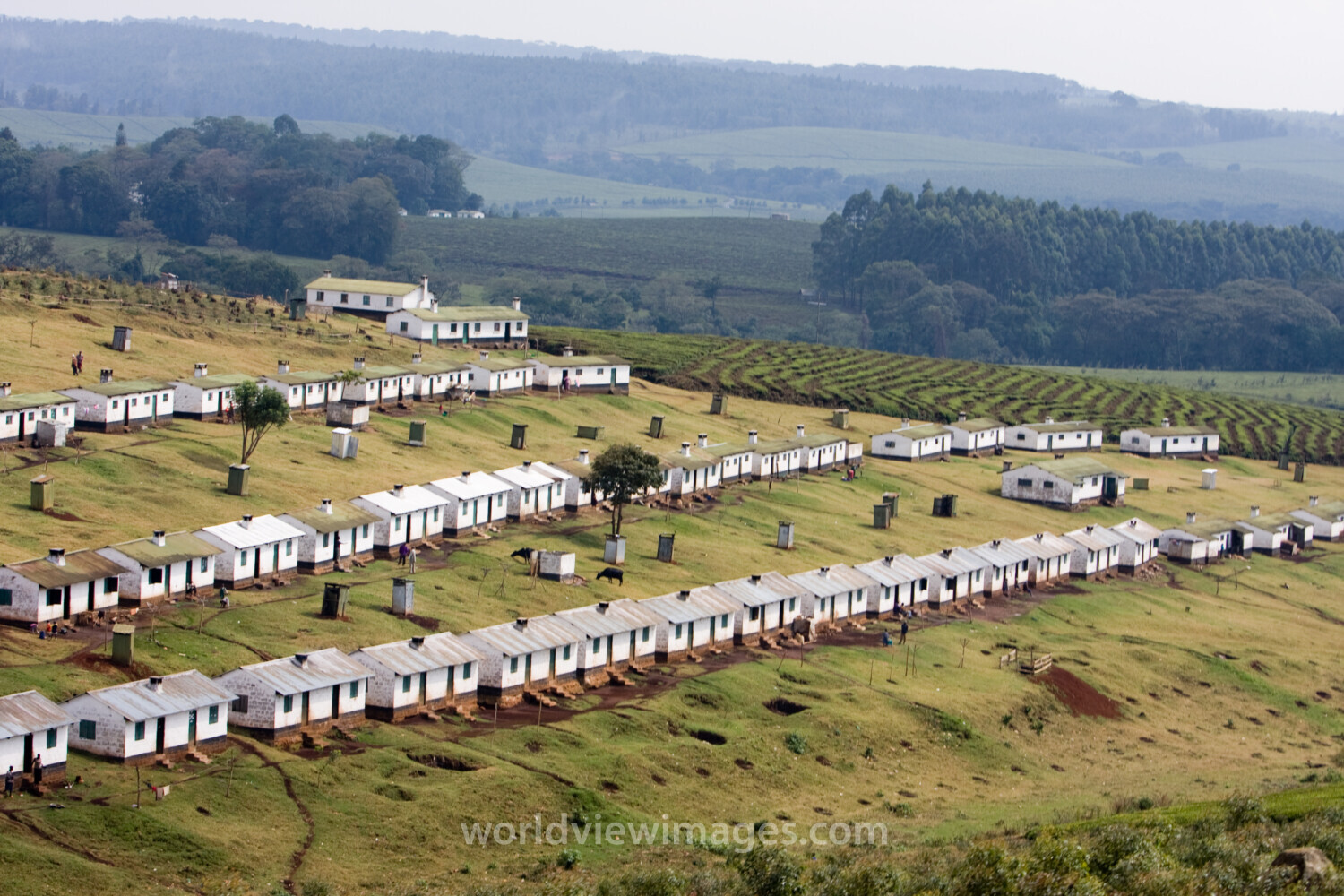 Housing for tea plantation workers in Kenya