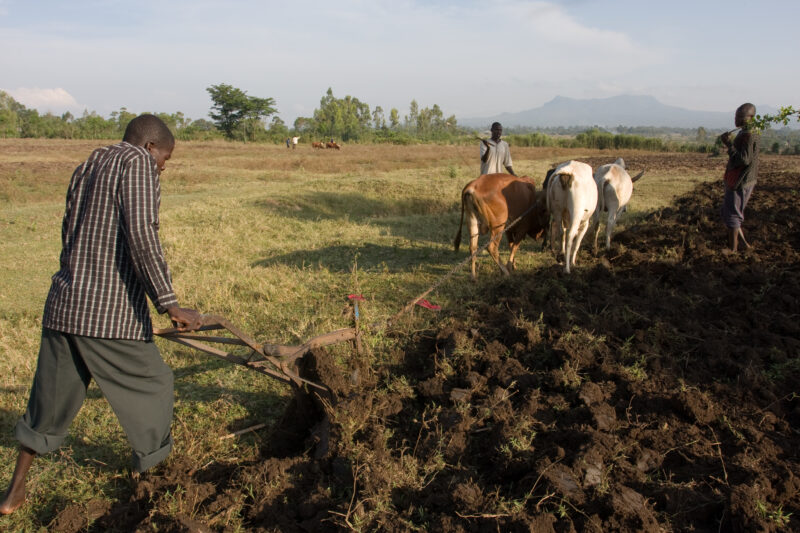 Planting Time in Kenya — Plowing the field with Cattle and plough — Kenya, Africa, Agriculture, plow, plough