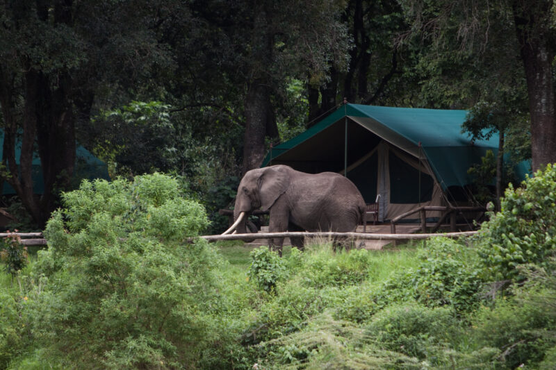Elephant in the Camp — Elephant passes by one of the tents at the Game Park camp in Maasai Mara — Kenya, Africa, game park, Masai Mara, elephant