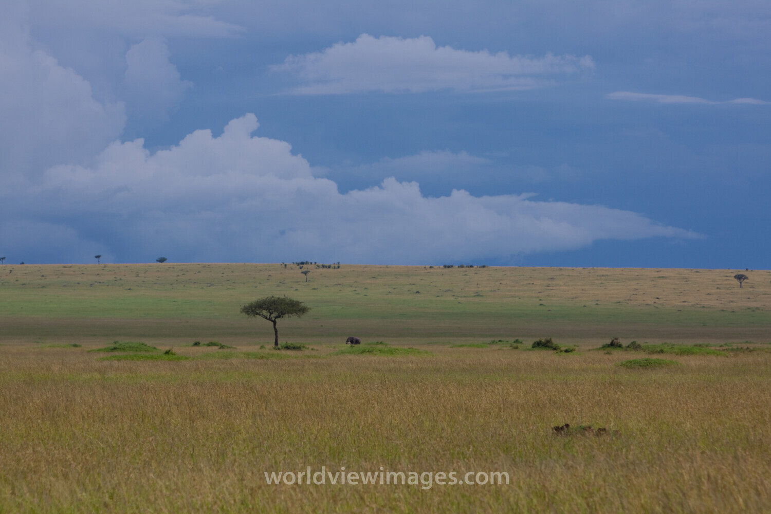 Maasai Mara