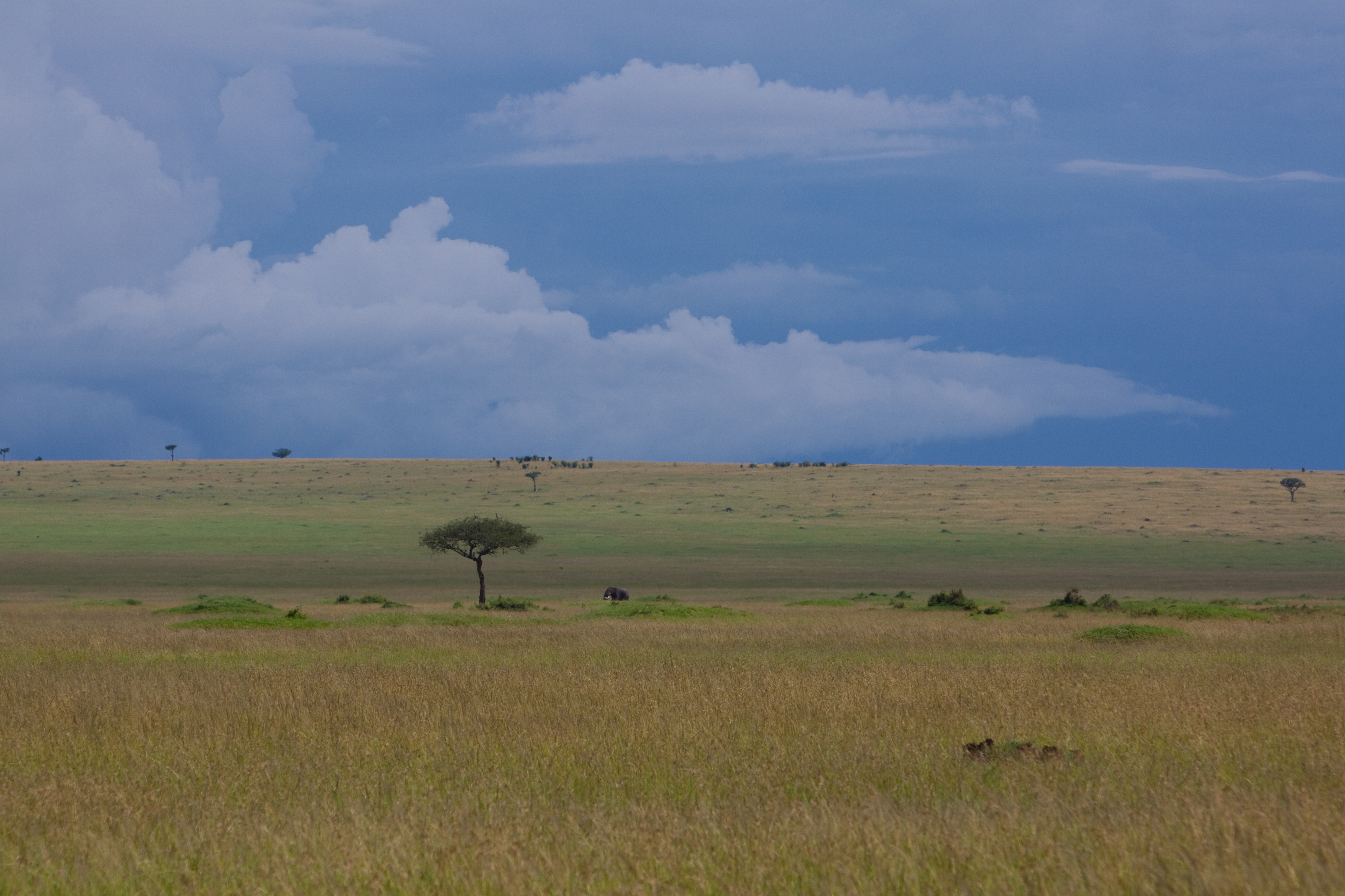 Maasai Mara