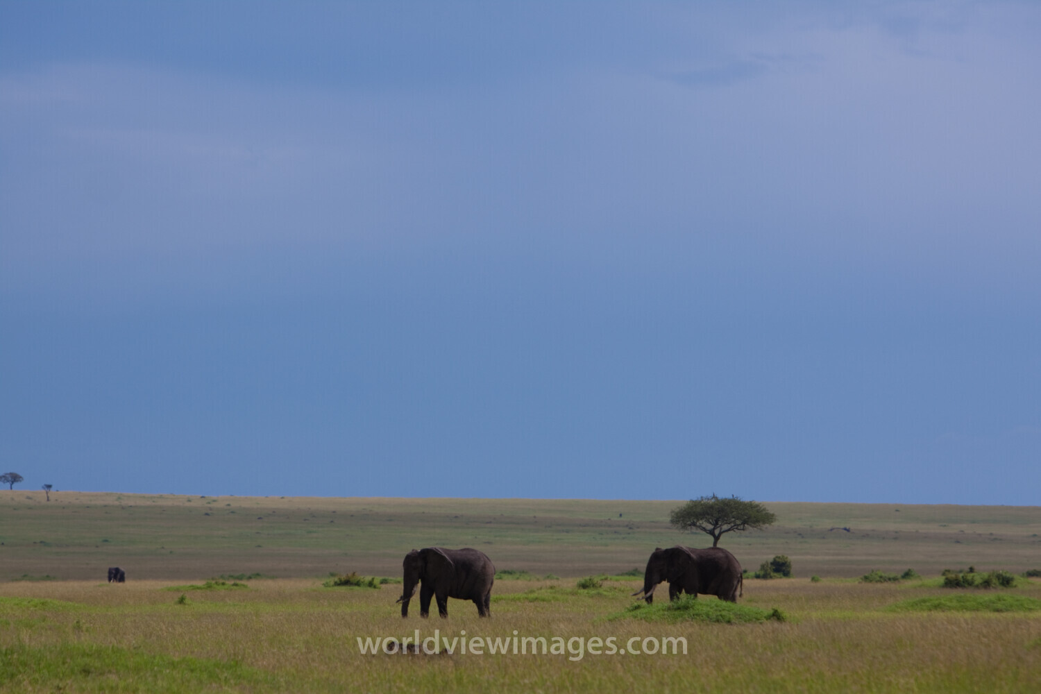 Maasai Mara
