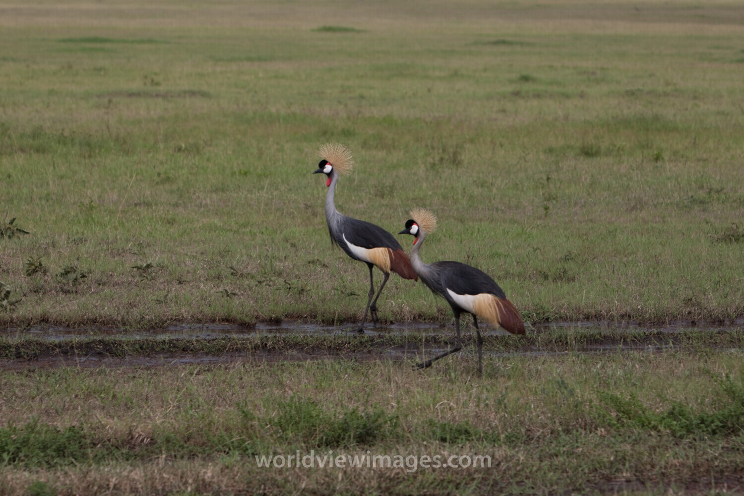 Birds in Maasai Mara