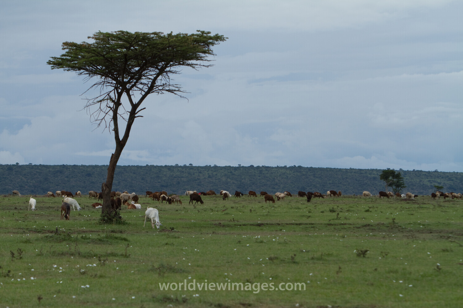 Maasai Mara