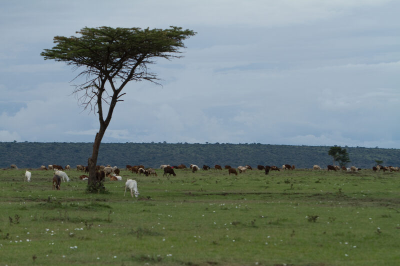 Maasai Mara — Kenya, Africa, Masai Mara, Maasai, Pastoralists