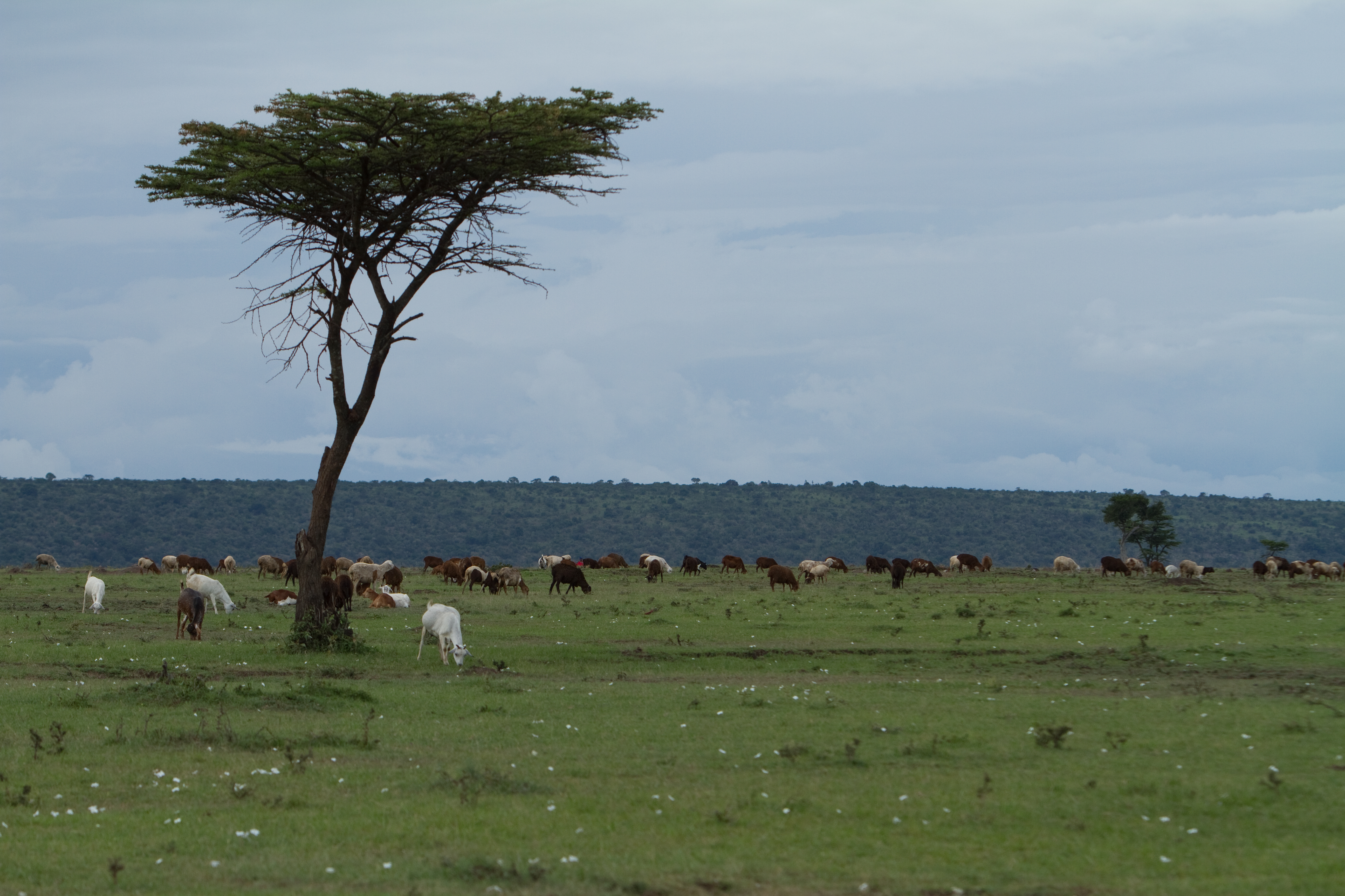 Maasai Mara