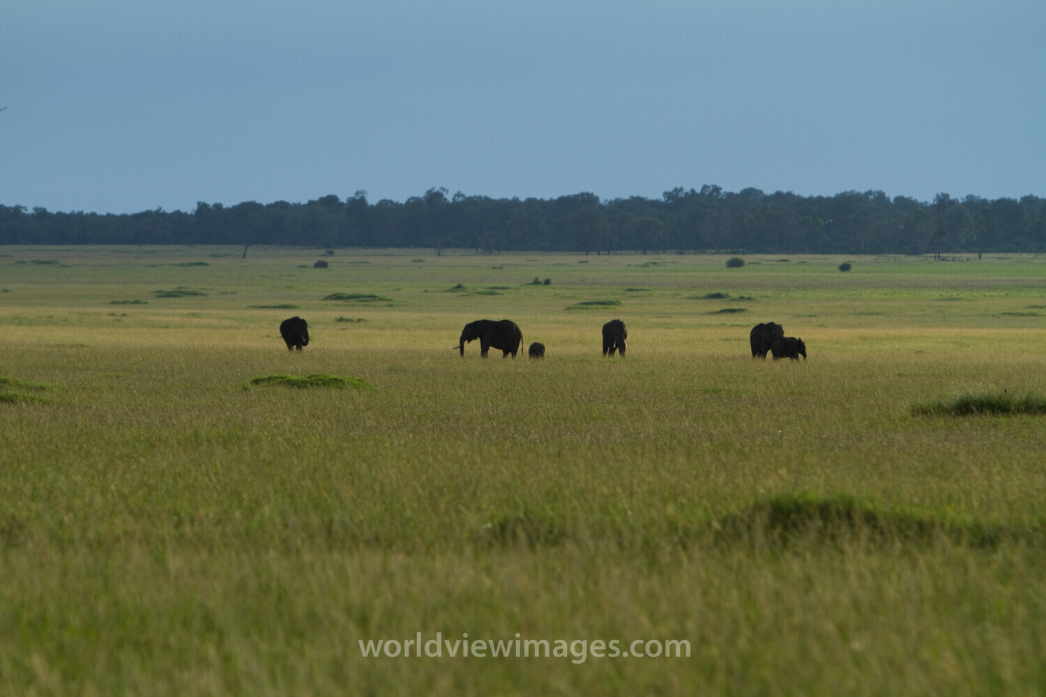 Maasai Mara