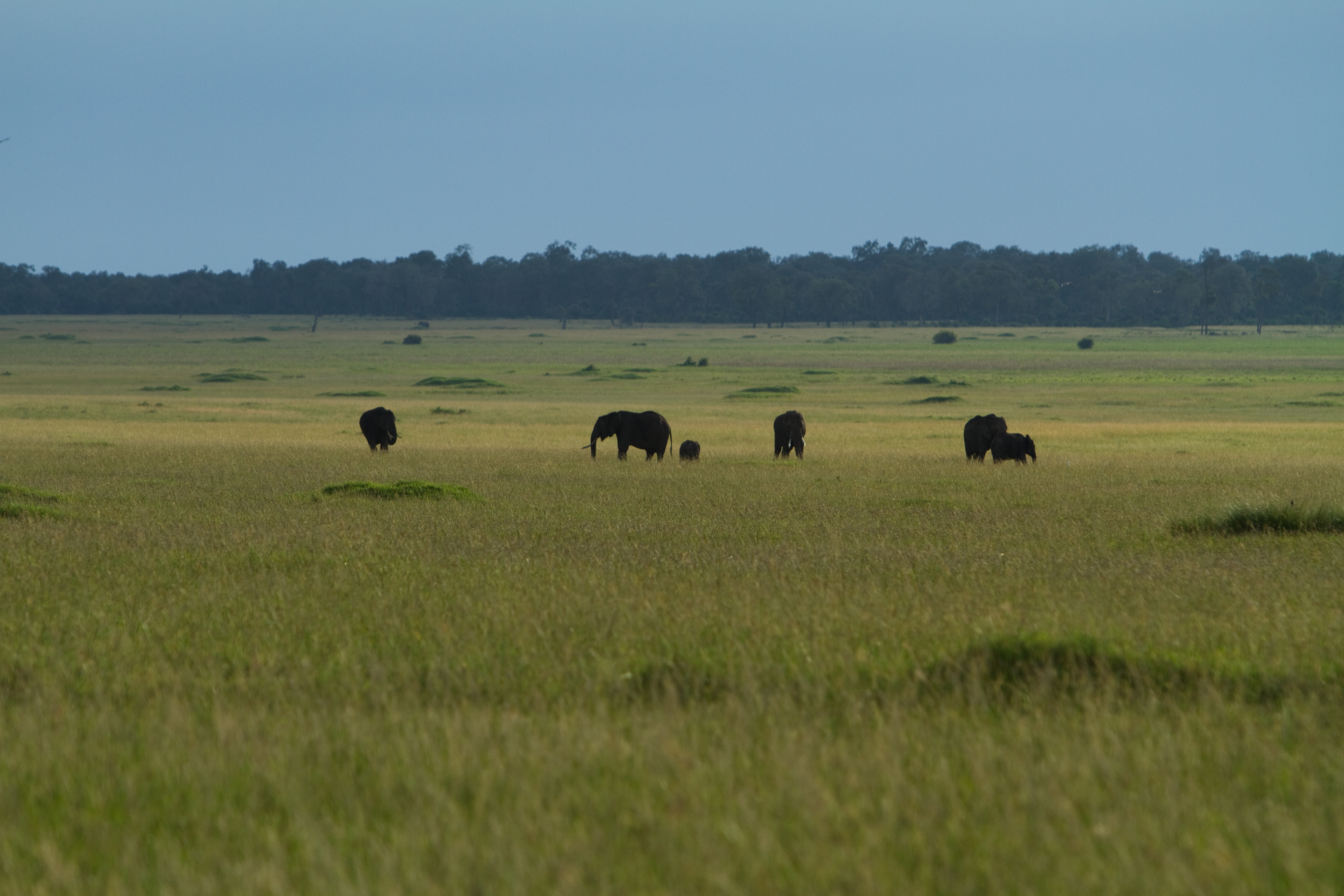 Maasai Mara