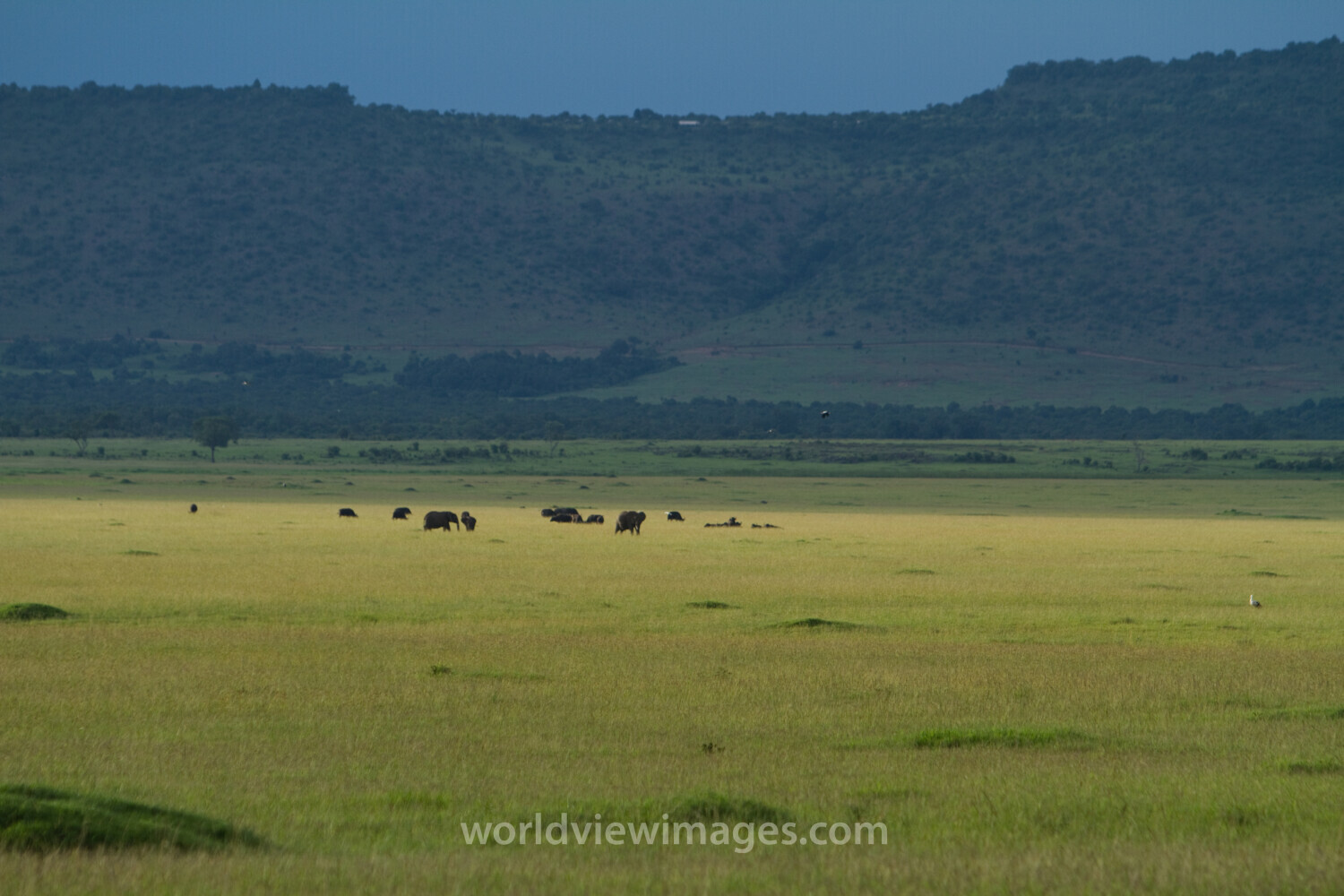 Maasai Mara