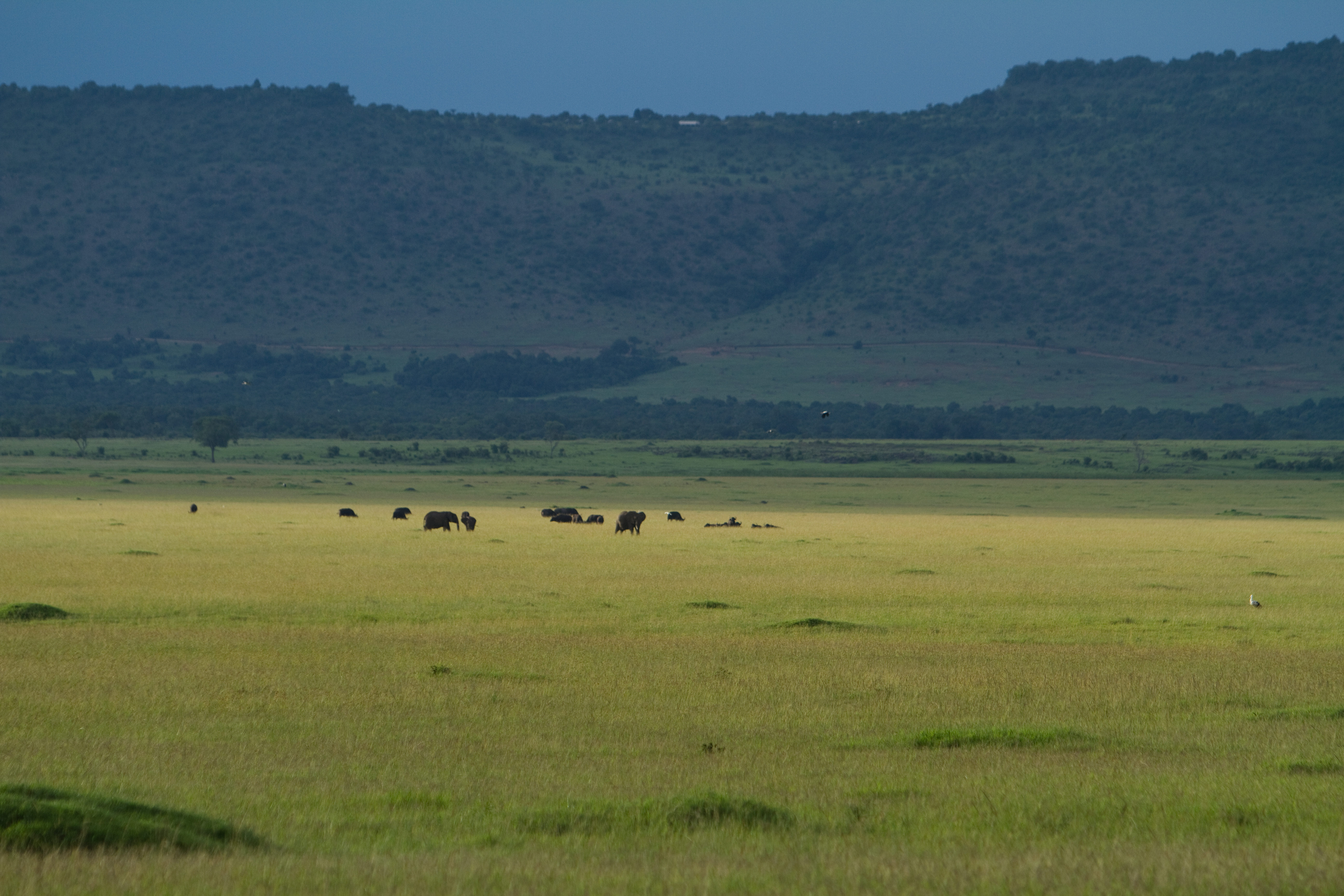 Maasai Mara