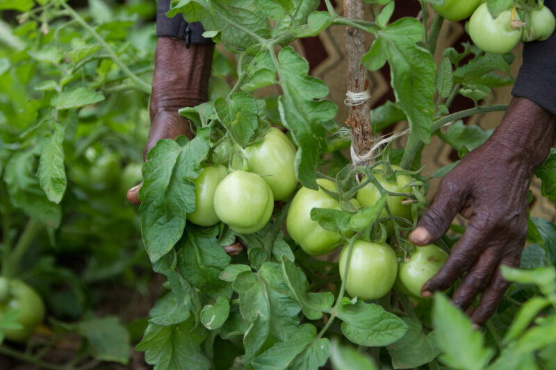 Tomatoes — Kenya, Africa, vegetables, agriculture, tomatoes