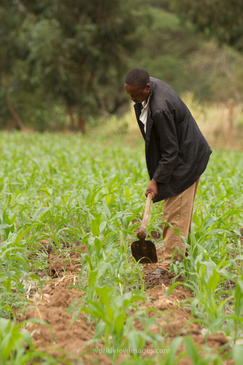 Man in Maize Field in Kenya