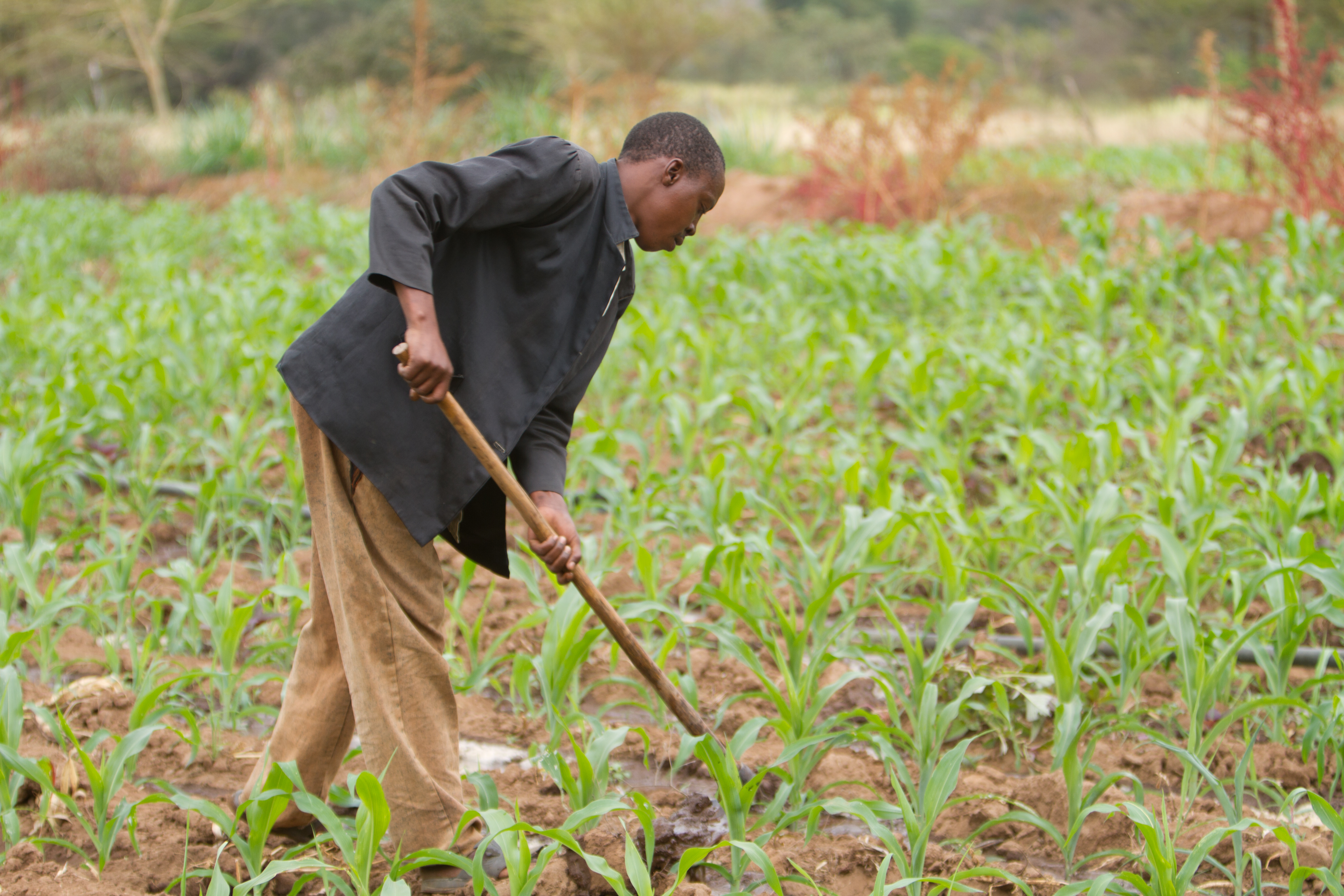 Man in Maize Field in Kenya