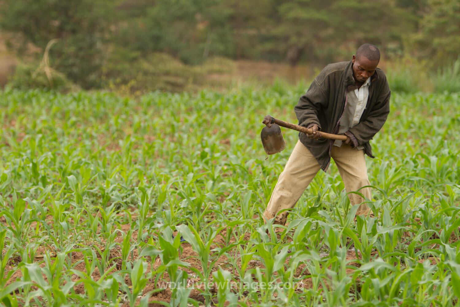 Man in Maize Field in Kenya