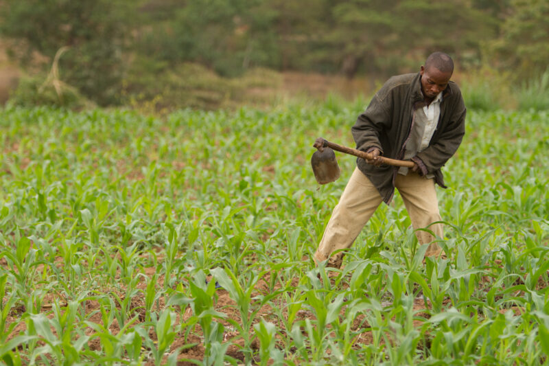 Man in Maize Field in Kenya — Man works in his field of maize in Kenya — Kenya, Africa