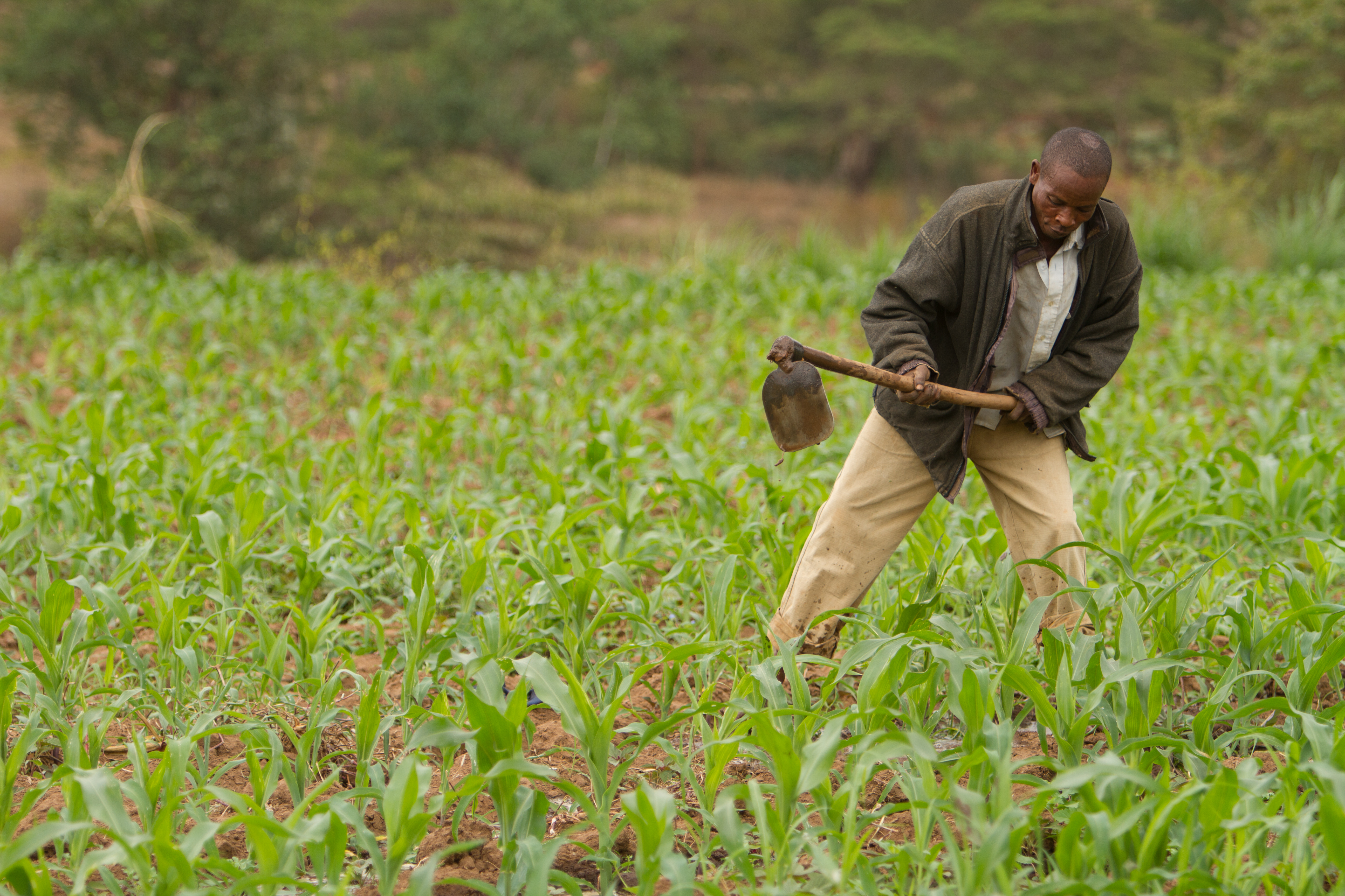 Man in Maize Field in Kenya