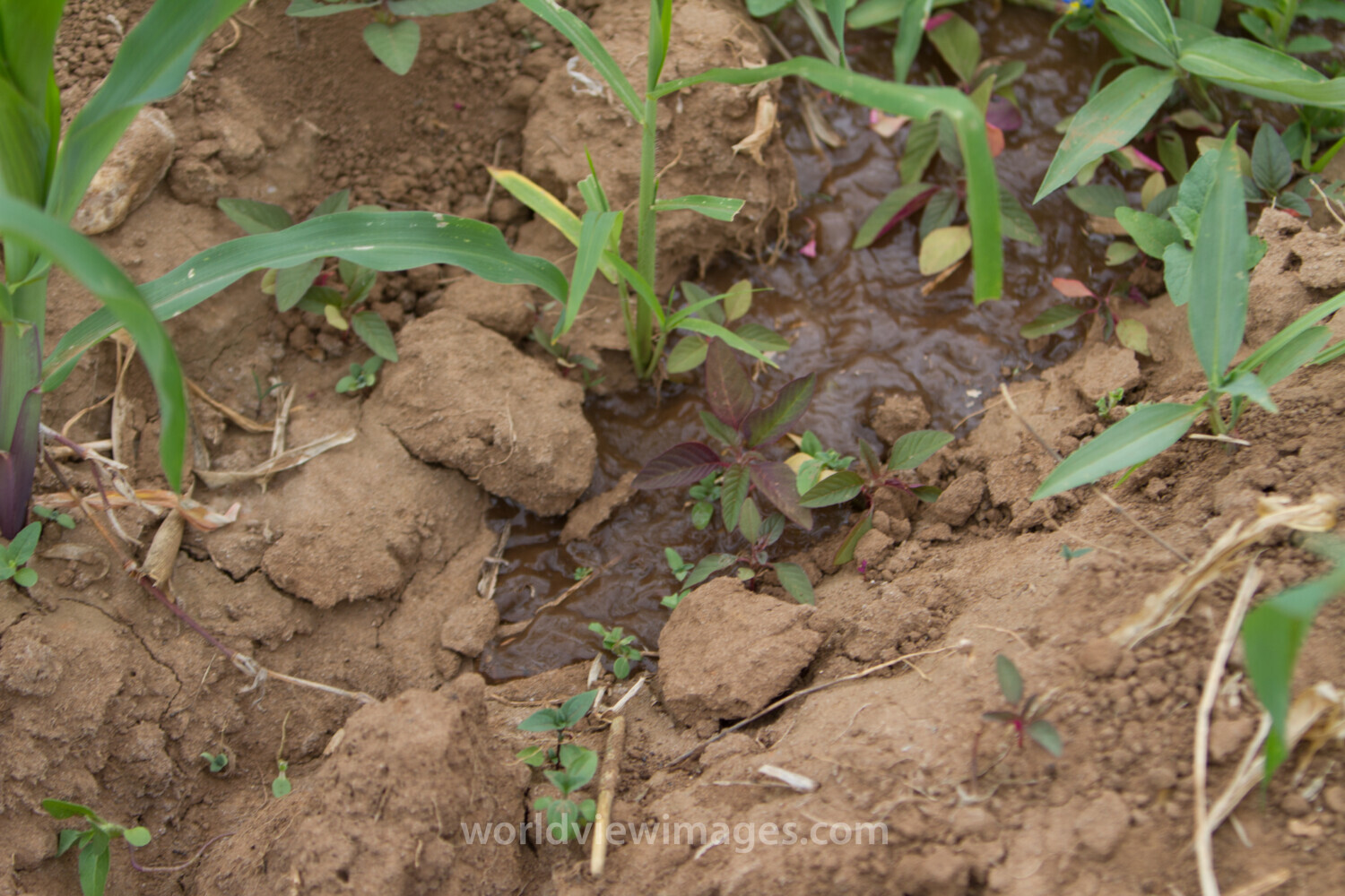 Field Irrigation in Kenya