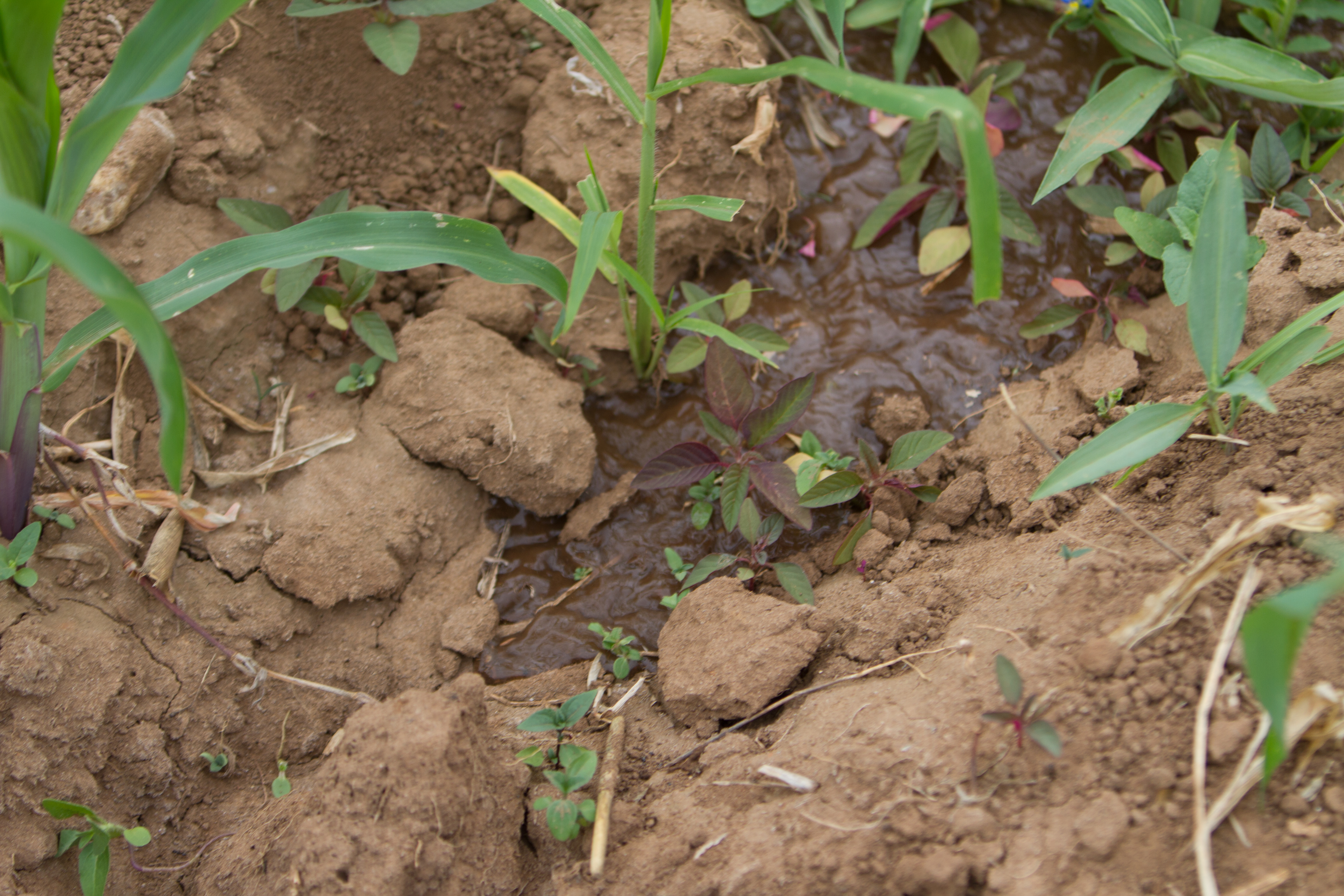 Field Irrigation in Kenya