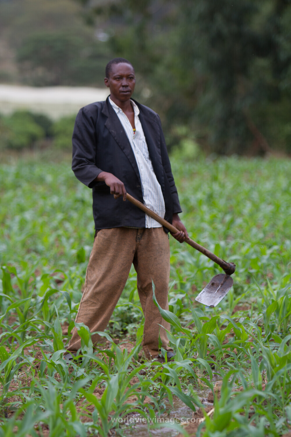 Man in Maize Field in Kenya