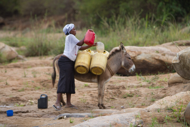 Collecting Water in Kenya — Woman collects water at a dam in Eastern Kenya with her donkey — Kenya, Water, collecting water, Africa