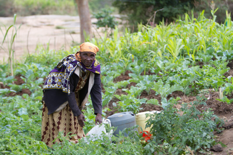 Watering Garden in Kenya — Woman waters her garden with water that she has collected from a nearby dam in a dry region of Kenya, Africa — Kenya, Africa