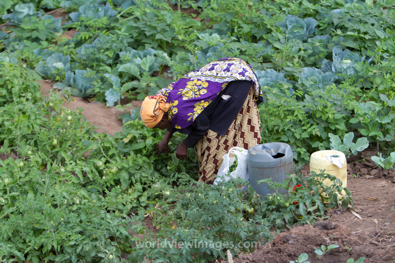 Watering Garden in Kenya