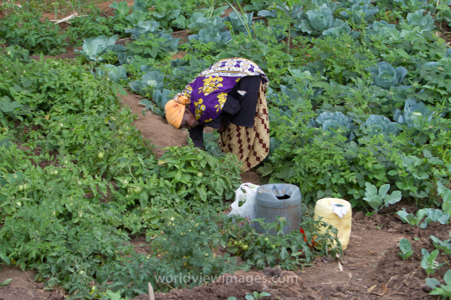 Watering Garden in Kenya