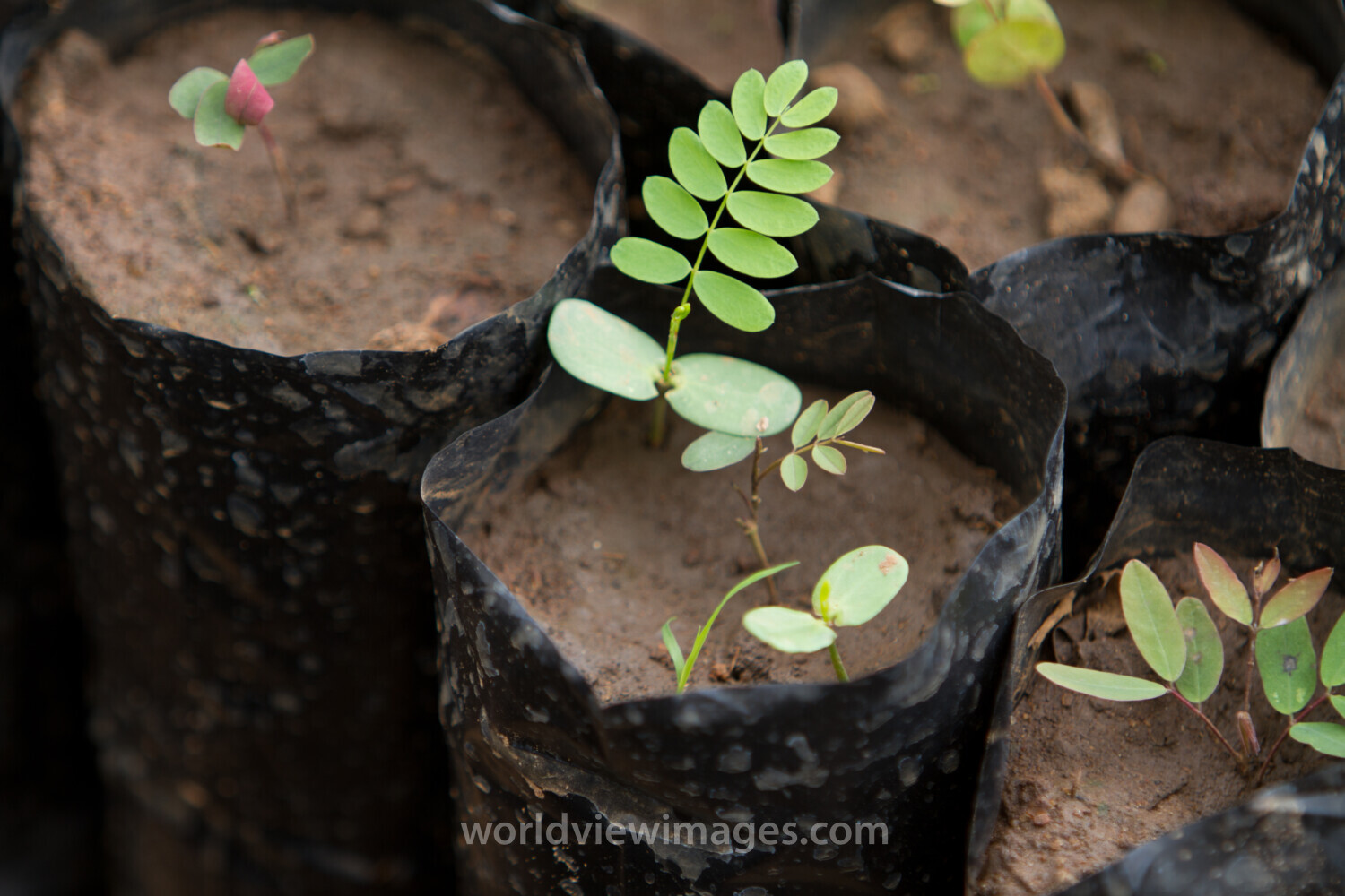 Tree Seedlings