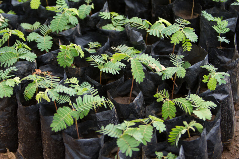 Tree Seedlings — Kenya, Africa, Planting Trees, tree seedlings, trees
