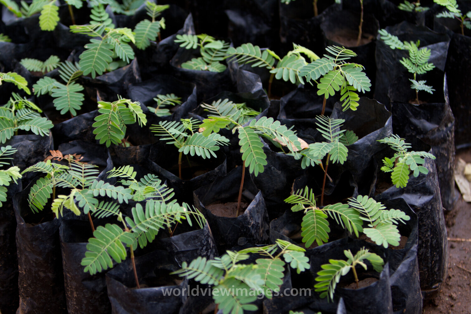 Tree Seedlings