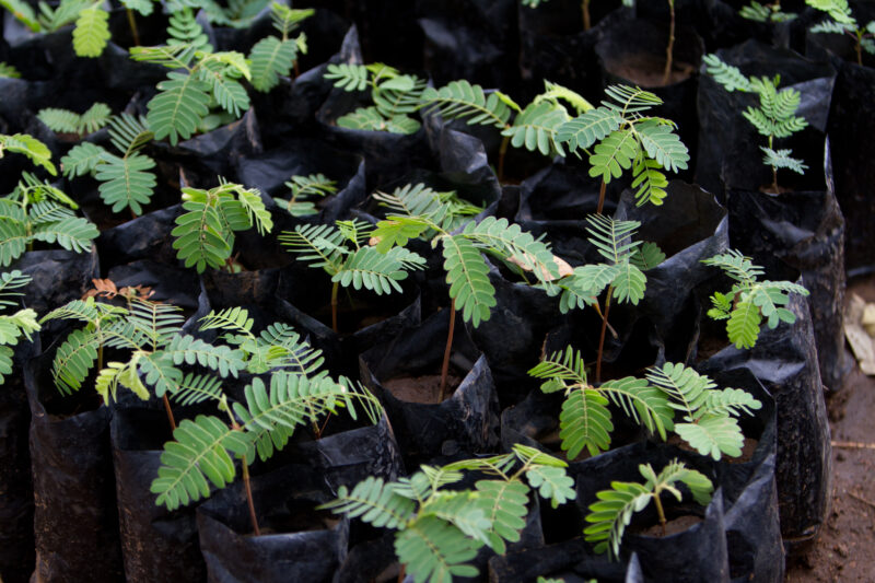 Tree Seedlings — Kenya, Africa, Planting Trees, tree seedlings, trees
