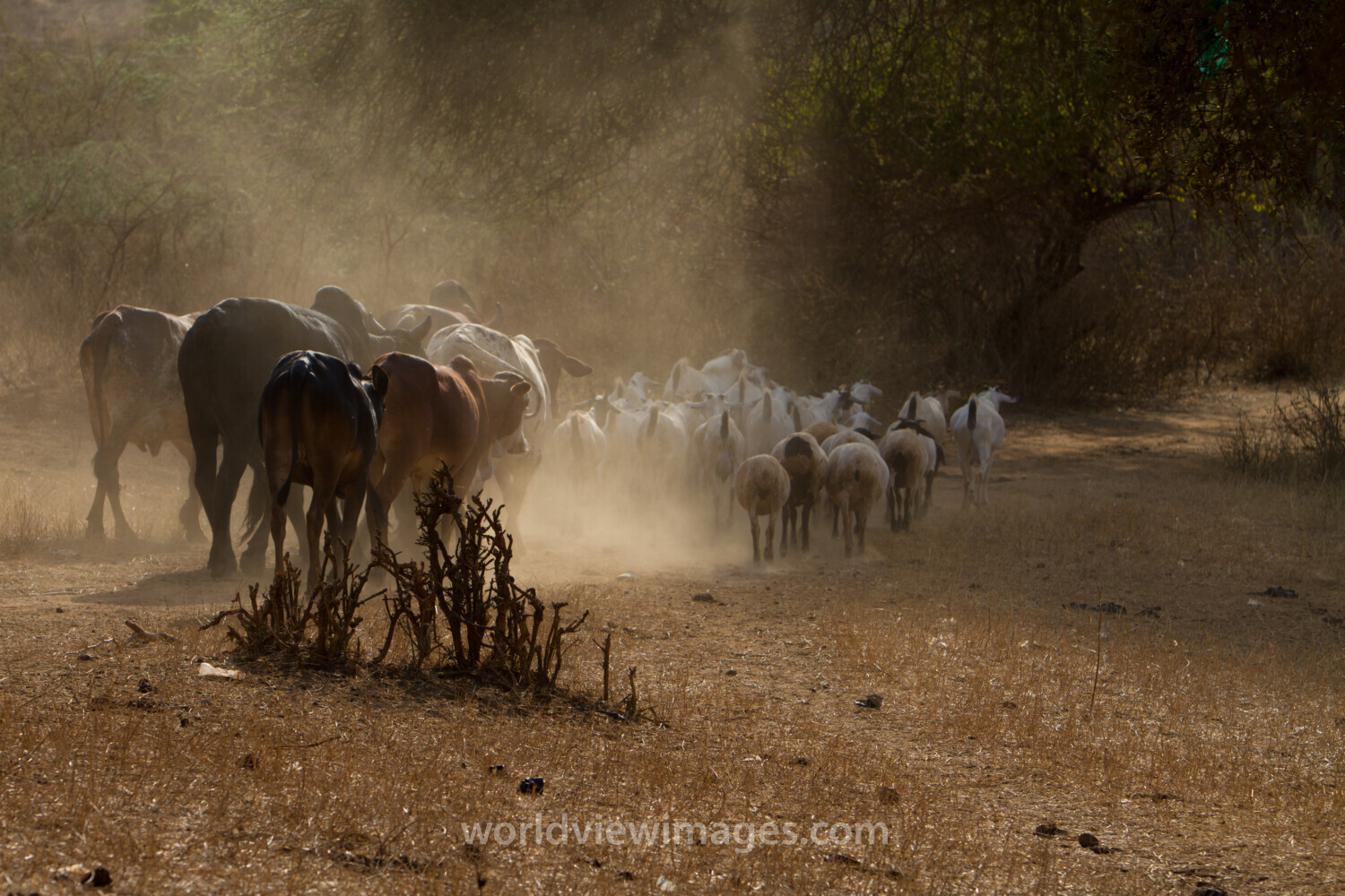 Livestock in Kenya