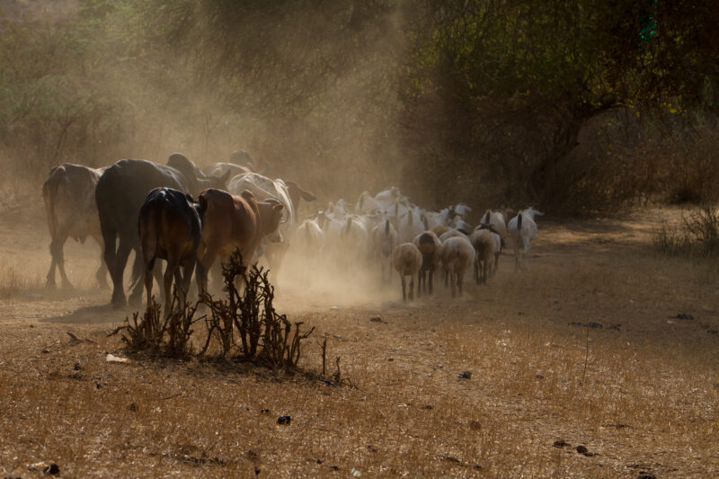 Livestock in Kenya — Livestock walk down a dusty path. — Kenya, Africa, animals, cattle, sheep