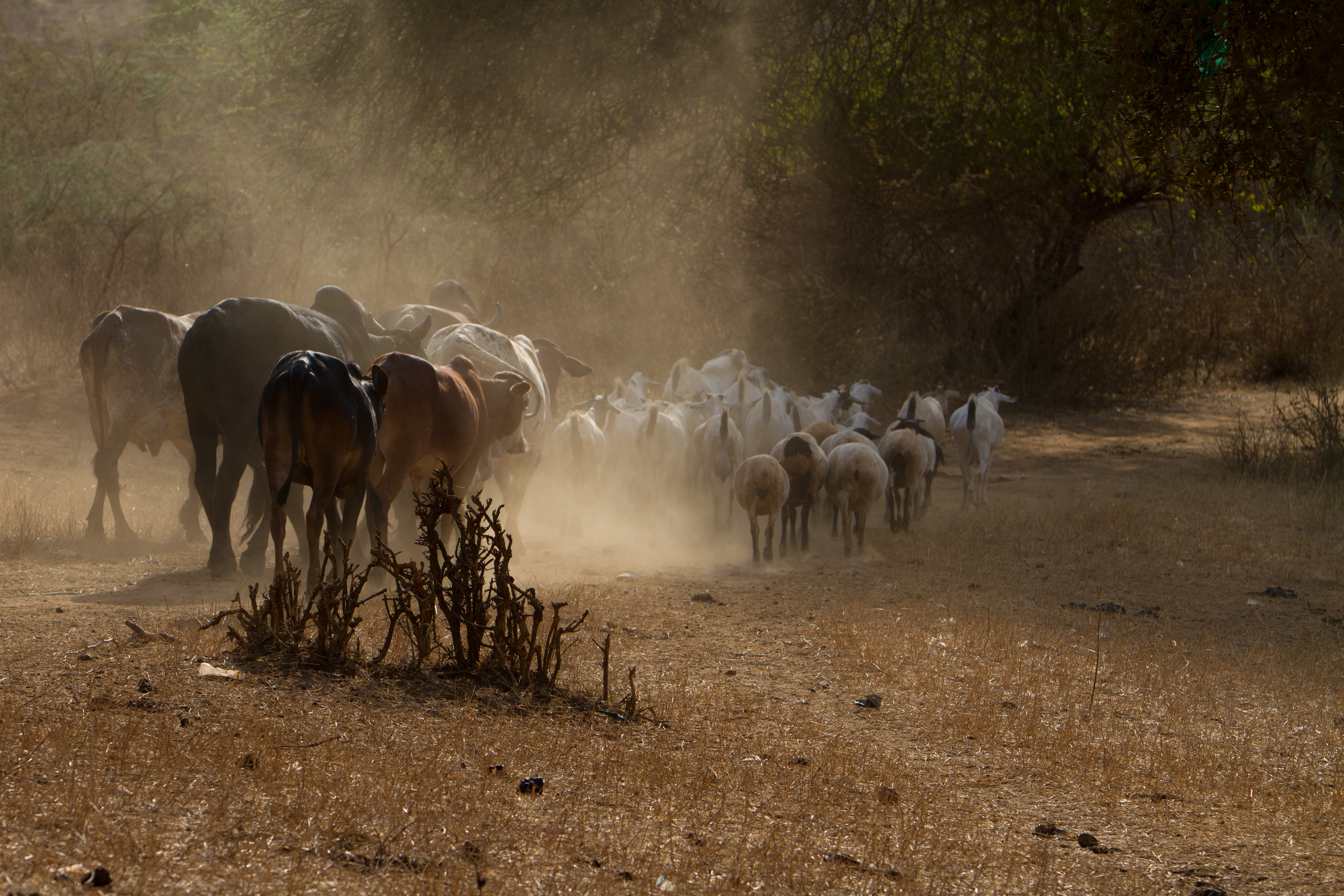Livestock in Kenya
