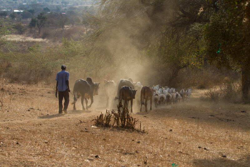 Animal Raising in Kenya — Man herds his animals to a wattering hole in a dry region of Kenya — Kenya, Africa, cattle Sheep, goats, Man