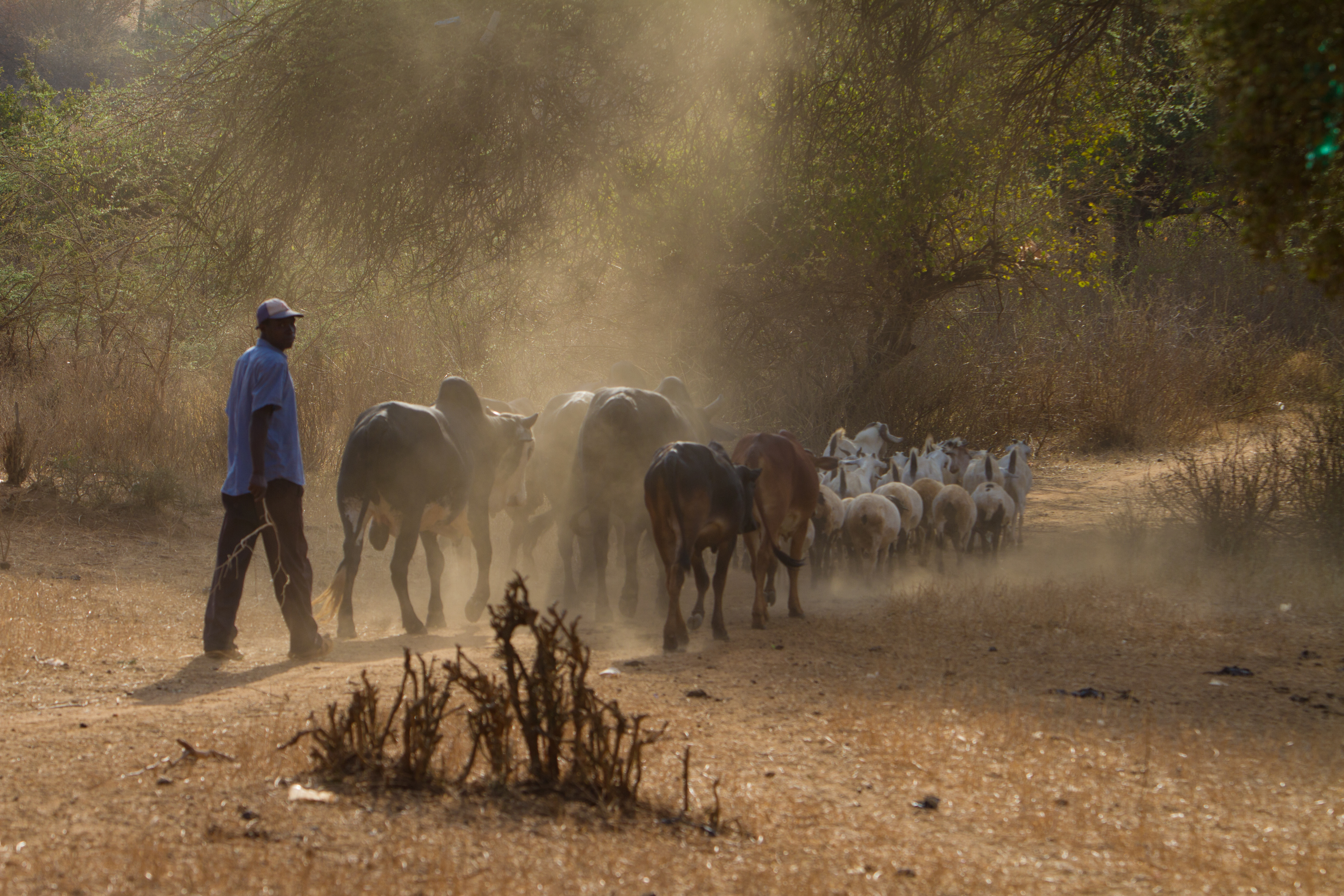 Animal Raising in Kenya