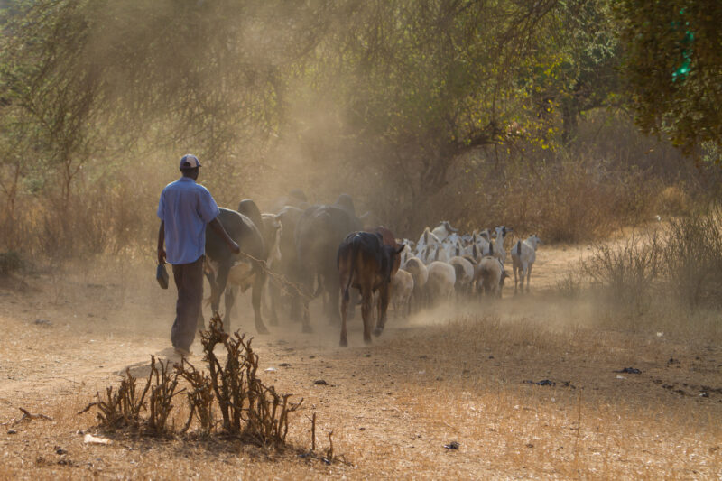 Livestock Herding in Kenya — Man herds his animals to a wattering hole in a dry region of Kenya — Kenya, Africa, animals, herding, cattle