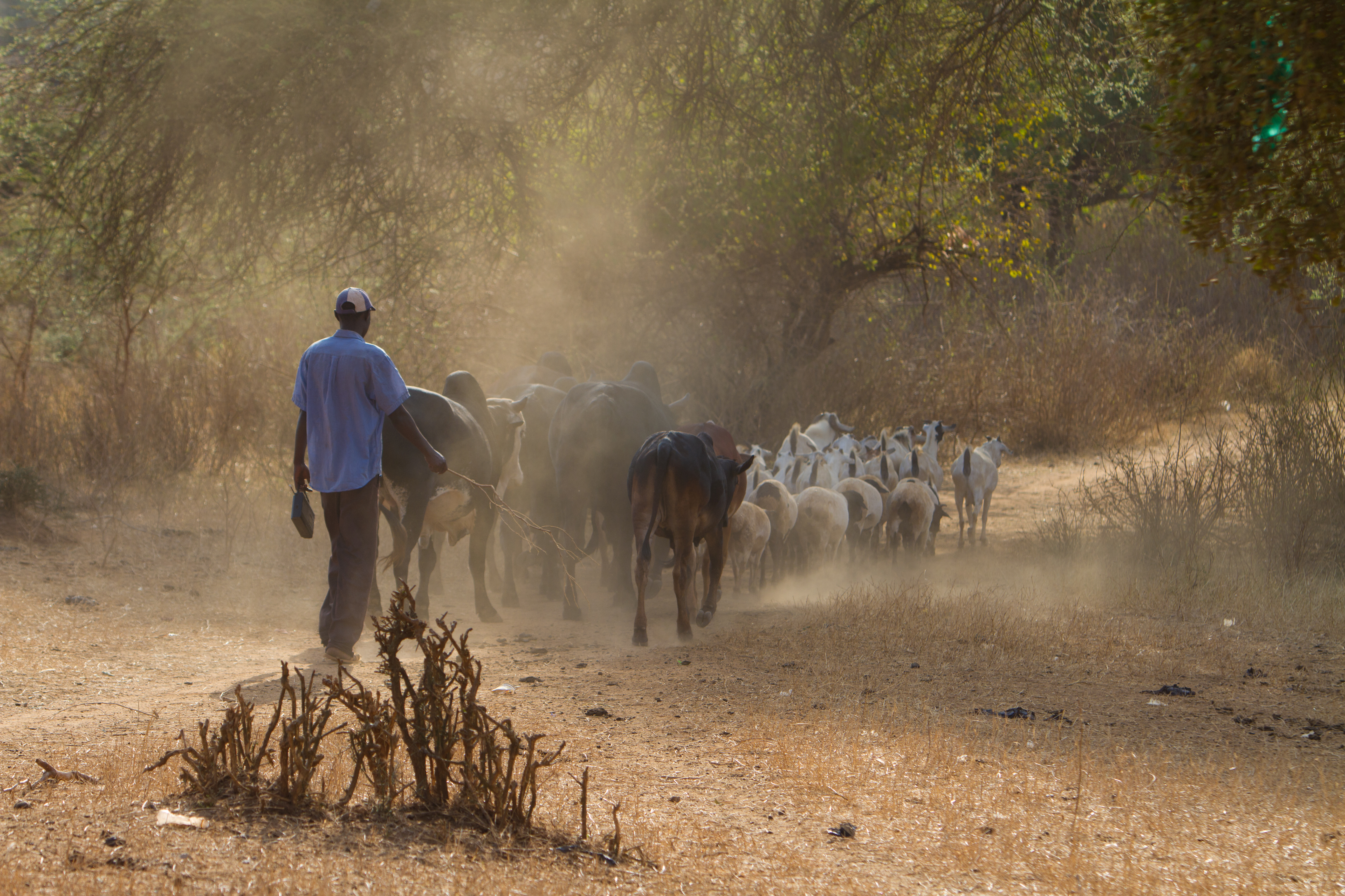 Livestock Herding in Kenya