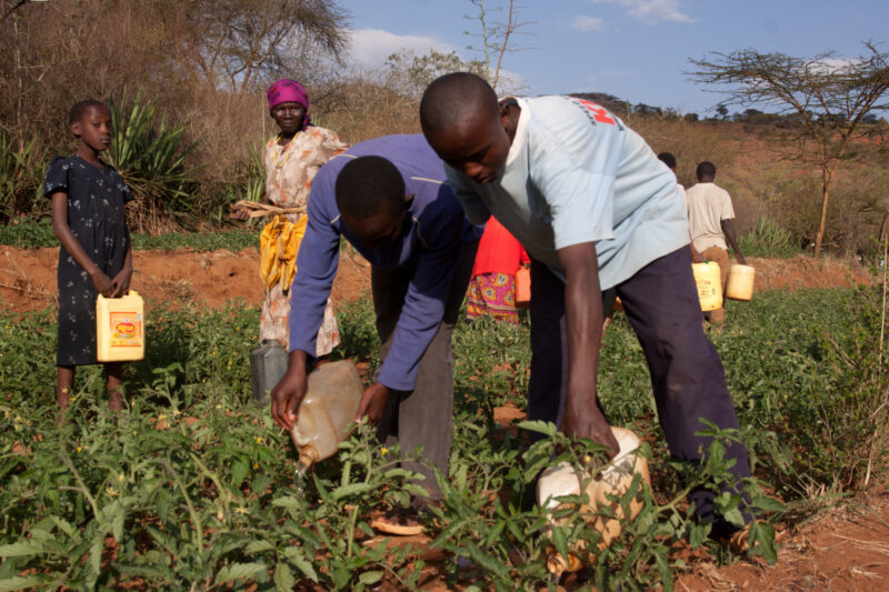Irrigating the Field — In times of drought, the community must come to irrigate the gardens by hand. — Kenya, Africa, Agriculture, Food, Food Security