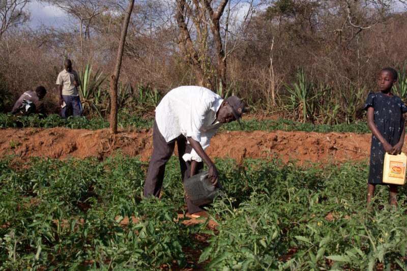 Irrigating the Field — In times of drought, the community must come to irrigate the gardens by hand. — Kenya, Africa, Agriculture, Food, Food Security
