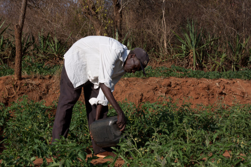 Irrigating the Field — In times of drought, the community must come to irrigate the gardens by hand. — Kenya, Africa, Agriculture, Food, Food Security