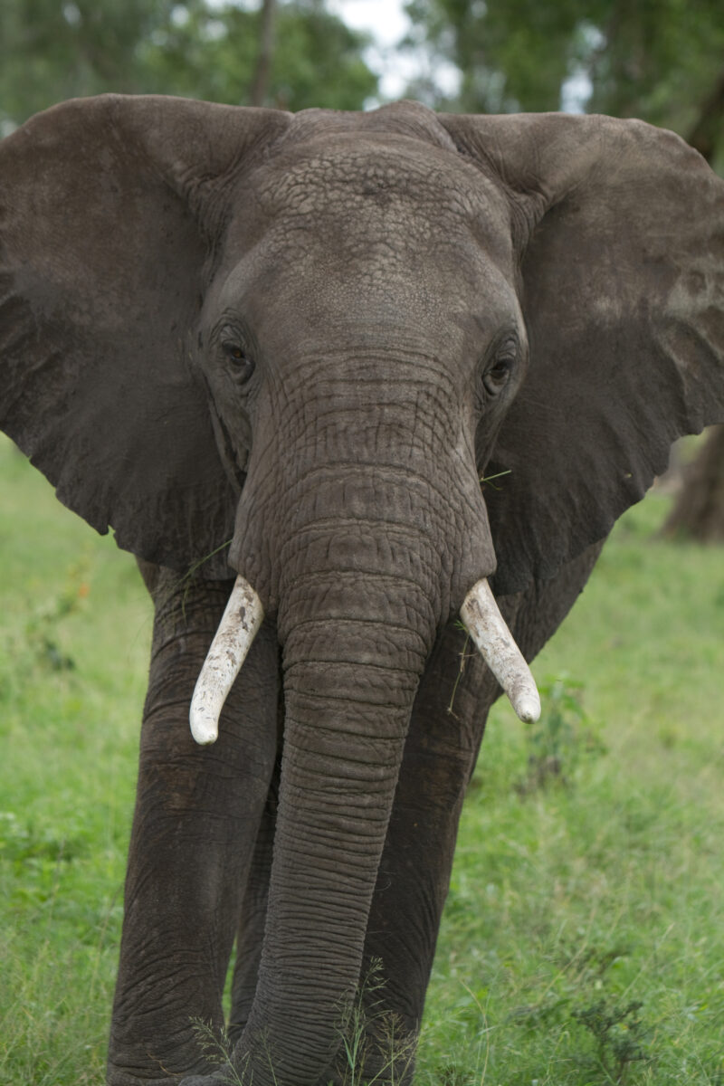Elephants in Kenya — Elephants in their natural habitat the Masai Mara Game Park in Kenya, East Africa — Africa, Kenya, Masai Mara, Game Park, wildlife